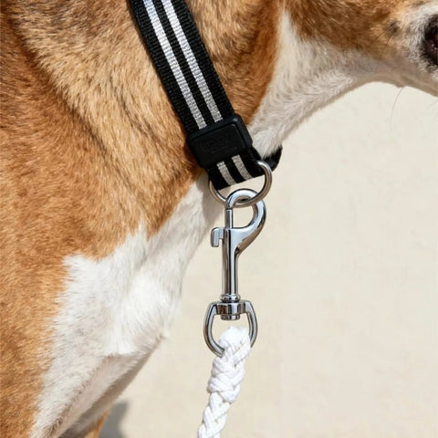 Badass Heavy Duty Swivel Flag Clips 4 Pack All Weather Zinc Alloy Snap Hooks connected to a black and white dog leash.