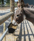 Premium 5 Qt Hanging Goat Feeders And Mineral Troughs 6 Pack Fence Mount Livestock Poultry Bins with donkey feeding.