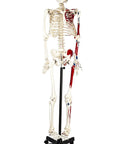 Life Size Skeleton Model With Half Painted Muscles On One Side Rod Mounted Ultra Detailed Anatomy Reference For Med Students And Anatomy Nerds