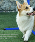 Corgi using 4 Piece Dog Agility Jump Set With Adjustable Heights For Versatile Training, ABS Construction, Blue, on grass