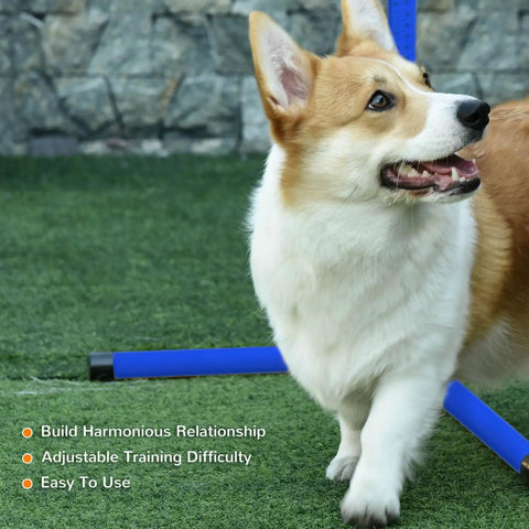 Corgi using 4 Piece Dog Agility Jump Set With Adjustable Heights For Versatile Training, ABS Construction, Blue, on grass