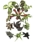 Live Indoor Houseplants Set Of Twelve In Two Inch Pots With Potting Soil Mix Includes Pothos Peperomia Spider Plant Croton Ficus Syngonium Begonia And More Ideal Gift For Home Decor And Small Space Gardens in a top view arrangement