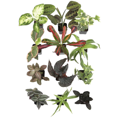 Live Indoor Houseplants Set Of Twelve In Two Inch Pots With Potting Soil Mix Includes Pothos Peperomia Spider Plant Croton Ficus Syngonium Begonia And More Ideal Gift For Home Decor And Small Space Gardens in a top view arrangement