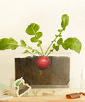 Kid Friendly Plant Growth Kit With Transparent Window For Window Garden See Roots Grow Vegetable Plant Observation Box Educational Science Toy For Homeschool And Classrooms Ages 6 And Up, radish in soil