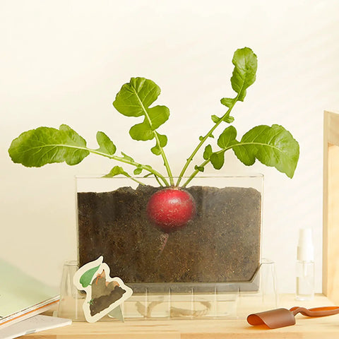 Kid Friendly Plant Growth Kit With Transparent Window For Window Garden See Roots Grow Vegetable Plant Observation Box Educational Science Toy For Homeschool And Classrooms Ages 6 And Up, radish in soil