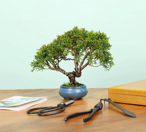 All In One Bonsai Tool Set With Wood Box 12 Piece Heavy Duty Pruning Kit Including Trimming Scissors Butterfly Shear Pro Grade Concave Cutter Wire Cutter And Five Gauge Wire Rolls For Tree Styling And Care displayed next to bonsai tree on table