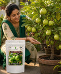 Guava Growth Food Organic Fertilizer For Fast Growth And Heavy Fruiting 200 G With Nitrogen Phosphorus Potassium And Microorganisms For Big Yields In Your Home Garden, woman feeding potted guava tree