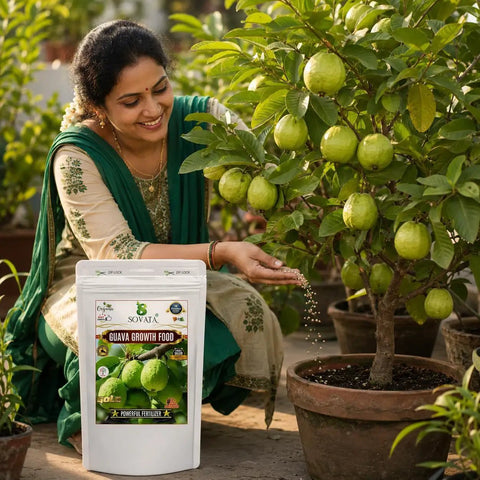 Guava Growth Food Organic Fertilizer For Fast Growth And Heavy Fruiting 200 G With Nitrogen Phosphorus Potassium And Microorganisms For Big Yields In Your Home Garden, woman feeding potted guava tree