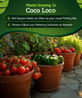 Tomato and pepper plants in pots using Coco Loco Potting Mix With Bat Guano And Earthworm Castings For Great Drainage And Water Retention