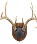 Solid Walnut Antler Display Kit For Whitetail And Mule Deer, Modern Man Cave Ready Wall Mount With Easy Assembly, Includes Hardware And Instructions, Approximate Size 10 By 8 By 2.5 Inches, Made In Wisconsin USA
