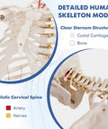 Life Size Human Skeleton Model, 70.8 Inches Tall, Movable Arms and Legs, Detailed Nervous System, showing ribcage and cervical spine.