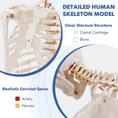 Life Size Human Skeleton Model, 70.8 Inches Tall, Movable Arms and Legs, Detailed Nervous System, showing ribcage and cervical spine.