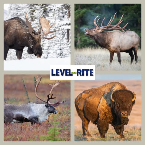 Heavy Duty Taxidermy Wall Hangers Two Pack For Big Game Trophy Displays Featuring Precision Leveling Brackets Hella Strong Steel Design No Sweat Setup For Straight Up Perfect Angles with moose, elk, caribou, and bison