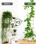 Before and after using Extra Tall Six Foot Wooden Ladder Plant Trellis For Indoor And Outdoor Garden Support Easy To Install Climbing Vine Trellis For Ivy Pothos Monstera Philodendron And Other Potted Plants showing plant growth on trellis.