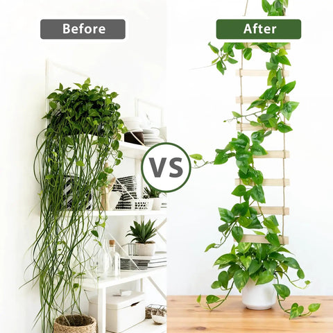 Before and after using Extra Tall Six Foot Wooden Ladder Plant Trellis For Indoor And Outdoor Garden Support Easy To Install Climbing Vine Trellis For Ivy Pothos Monstera Philodendron And Other Potted Plants showing plant growth on trellis.