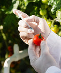Front view of gloved hands holding a 1 mL syringe with a 30G 5/16 inch needle near a red tomato.