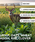 Buffalo Blend Deer Plot Seed With Turnip Radish Clover Wheat Rye And Oats For High Protein Deer Forage 5 Pound Bag in field with deer