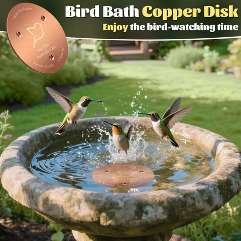 2 Pack Copper Bird Bath Disks With Triple Point Support in a stone bird bath with birds, 1mm Thick Pure Copper Water Cleaner in action.