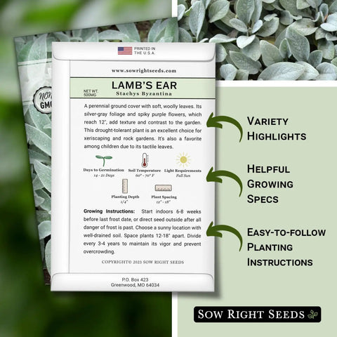 Lambs Ear Seeds For Planting Easy Grow Pack Non GMO Heirloom Seed Kit With No Fuss Growth Tips Woolly Silver Foliage Perennial Groundcover For Rock Gardens And Sunny Borders Perfect For Your Outdoor Flower Garden 14 To 21 Day Germination