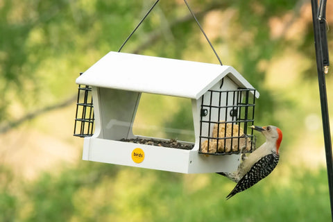 Medium Hopper Bird Feeder With Dual Suet Cages; metal mesh feeder with bird eating suet outdoors in a garden setting.