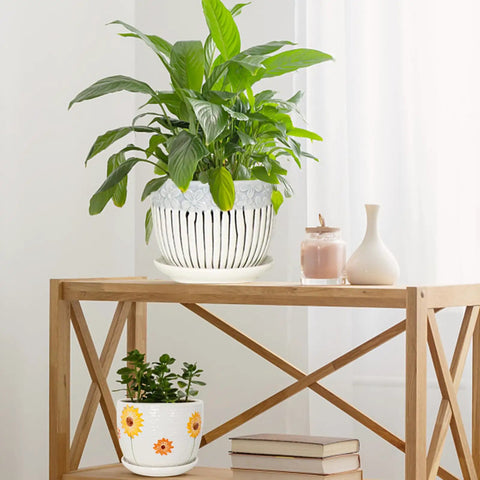 Indoor plants in decorative ceramic pots, large and small, on a modern wooden shelf. Includes drainage saucers, showcasing indoor vibes.