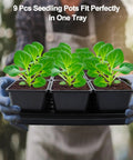 Person holding 5 seed starter tray with 50 Pack Three Point Five Inch Square Seedling Pots With Drain Holes and seedlings