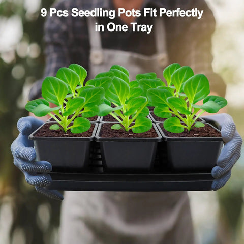 Person holding 5 seed starter tray with 50 Pack Three Point Five Inch Square Seedling Pots With Drain Holes and seedlings