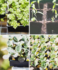 Close-up of seedlings and sprouts in DIY Friendly All In One Seed Starter Kit With Biodegradable Square Peat Pots, 5 Growing Trays