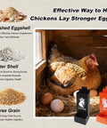 Hella Durable Metal Chicken Grit And Oyster Shell Feeder Built With Smooth Hanging Gravity Setup To Skip The Sweeping Hassle While Boosting Flock Nutrition And Getting Your Backyard Girls To Lay Eggs Daily with chicken and eggs