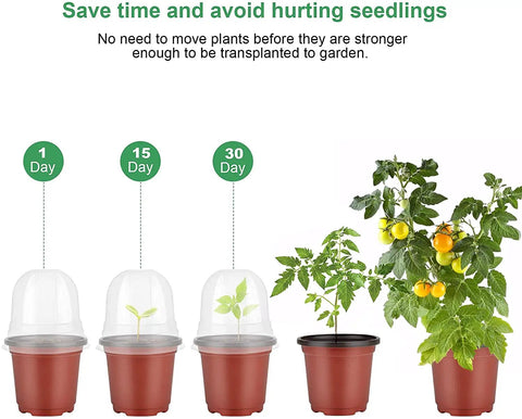 Growth progression in 4 Inch Transparent Plastic Seed Starter Pots With Humidity Dome For Germination And Moisture Control Plant Nursery Trays