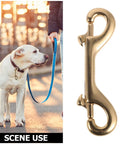 Heavy Duty Brass Double Ended Bolt Snap Hooks For Dog Leashes And Cat Collars Plus Solid Trigger Latches with a dog.