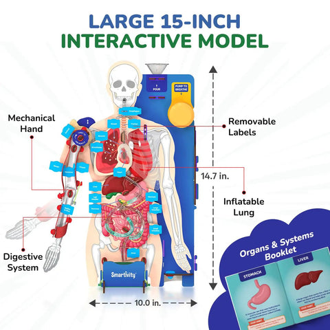 Totally Hands On Anatomy Kit For Kids Aged Eight To Fourteen Buildable Human Body Model with labeled organs and booklet