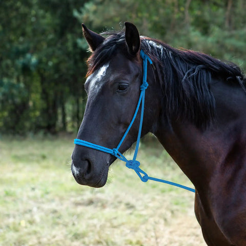 Horse wearing two color horse rope halters set with 4 knot braided nylon 0.31 inch thick adjustable training halters in turquoise