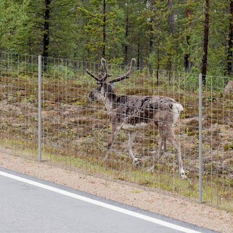 Welded Wire Fence Roll 36 Inch By 50 Foot Galvanized Hardware Cloth 14 Gauge Mesh in forest with reindeer, side view