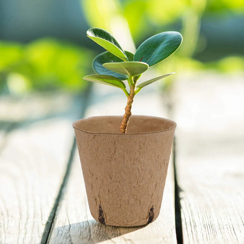 Young plant in biodegradable pot from Seed Starter Tray Kit With 100 Biodegradable Peat Pots And 100 Plant Labels For Seedlings