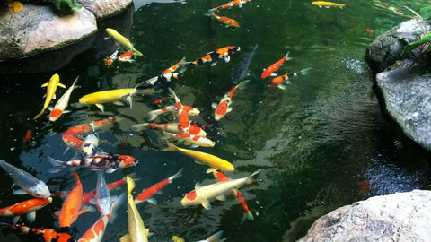 Heavy Duty Koi Pond Netting Kit 28 By 30 Feet Black Woven Mesh Cover Blocks Feathered Thieves And Keeps Your Fish Chill Under The Sun With Included Stakes For Rock Solid Water Garden Safety