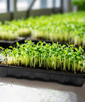 Ten Pack No Drain Holes Seed Starter Trays Made From Durable Reusable Plastic with green seedlings growing indoors