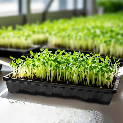 Ten Pack No Drain Holes Seed Starter Trays Made From Durable Reusable Plastic with green seedlings growing indoors