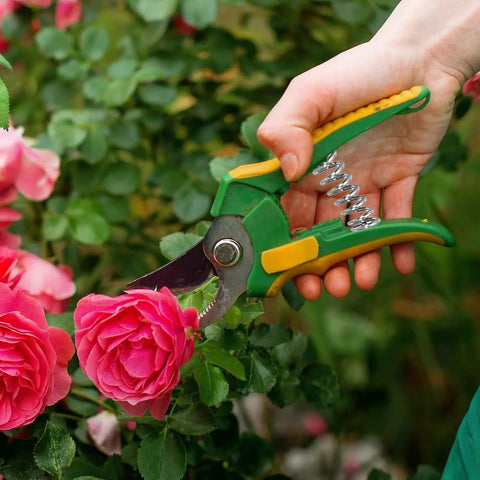 Hand using clippers with visible spring to prune pink rose bush, focusing on garden shears and Compression Spring Set 304 Stainless Steel.