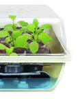 Self Watering Seed Starter Tray Kit With 68 Peat Pellets And Water Wicking Mat 2 Pack Seedling Trays in use, seedlings sprouting