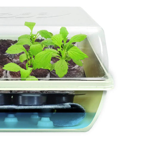 Self Watering Seed Starter Tray Kit With 68 Peat Pellets And Water Wicking Mat 2 Pack Seedling Trays in use, seedlings sprouting