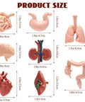 8 Pack Mini Human Body Organ Models For Kids And Students, 3D Realistic Anatomy Set Featuring Heart Brain Lungs Stomach