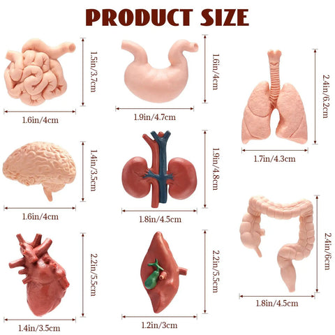 8 Pack Mini Human Body Organ Models For Kids And Students, 3D Realistic Anatomy Set Featuring Heart Brain Lungs Stomach