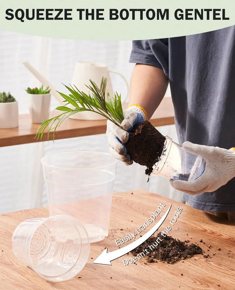 See Through Seed Starter Pots 30 Pack with drainage holes and raised base in use for transplanting seedlings indoors.
