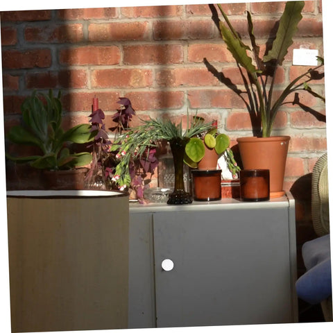 Cabinet with Six Pack White Alloy Cabinet Handles Single Hole Round Drawer Pulls for Cabinets and Wardrobes in a room with plants