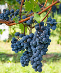 Clusters of ripe purple grapes hanging from vines in a vineyard, showing lush foliage and blue sky in the background.