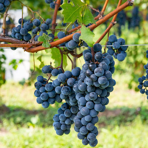 Clusters of ripe purple grapes hanging from vines in a vineyard, showing lush foliage and blue sky in the background.