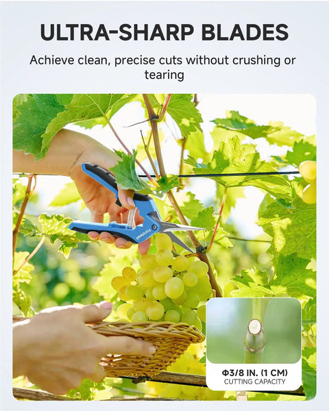 6.5 Inch Pruning Shears 2 Pack With Straight And Curved Blades Duo Garden Snips used for trimming grapes