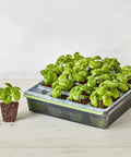 SuperSeed All In One Seed Starting Tray With 16 XL Cells showcasing basil seedlings, reusable and dishwasher safe design, indoors.
