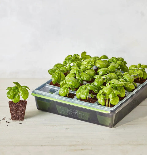 SuperSeed All In One Seed Starting Tray With 16 XL Cells showcasing basil seedlings, reusable and dishwasher safe design, indoors.